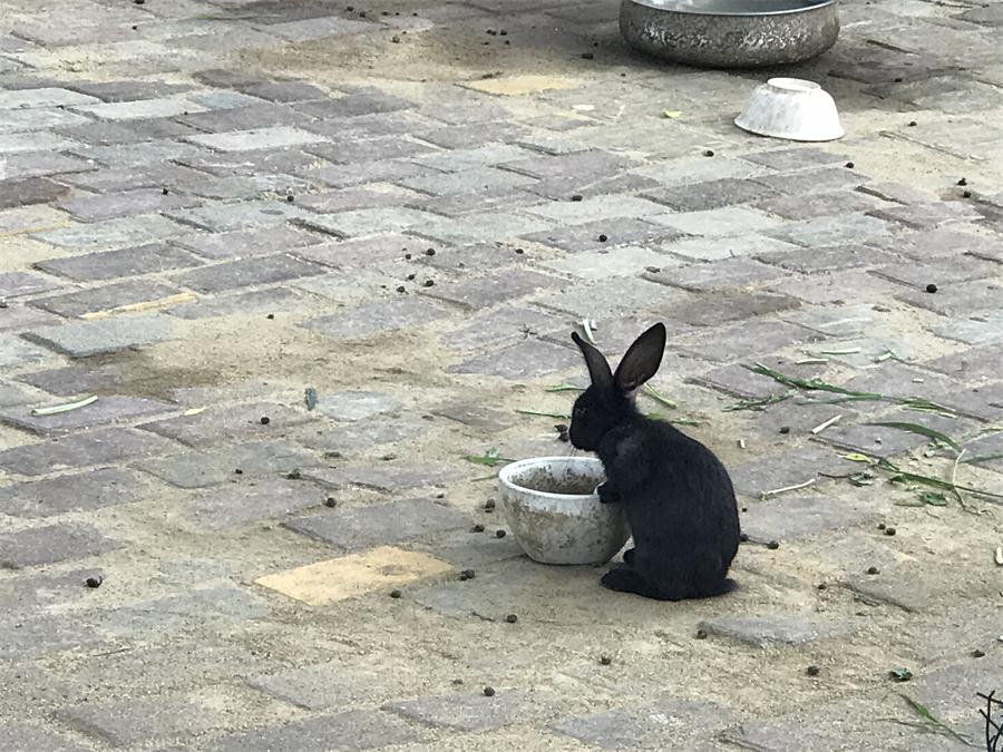 天鵝湖風(fēng)景區(qū)（泰山）速覽！(圖7)