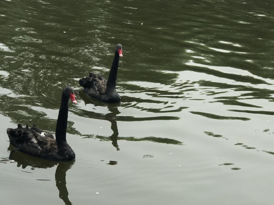 天鵝湖風(fēng)景區(qū)（泰山）速覽！(圖13)